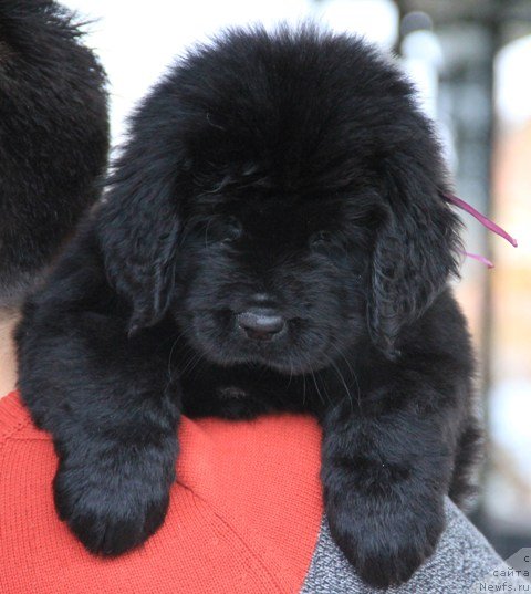 Фото: ньюфаундленд N'yufort SHikarnaya Ledi (Ньюфорт Шикарная Леди)