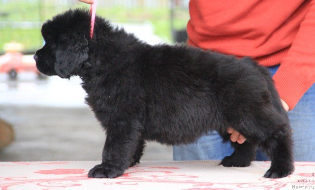 Фото: ньюфаундленд Ih Visochestvo Gloria Airis (Их Высочество Глория Айрис)