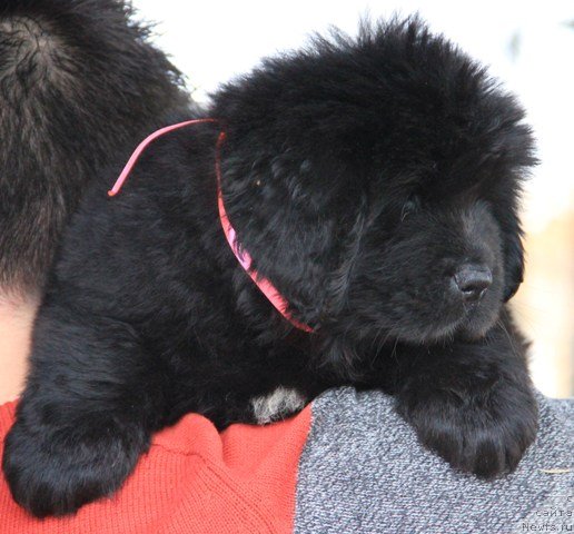 Фото: ньюфаундленд Ih Visochestvo Gloria Airis (Их Высочество Глория Айрис)