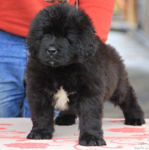 Фото: ньюфаундленд Ih Visochestvo Gloria Airis (Их Высочество Глория Айрис)