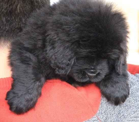 Фото: ньюфаундленд Ih Visochestvo Gloria Airis (Их Высочество Глория Айрис)