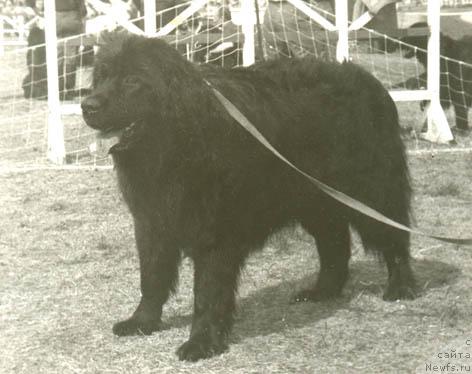 Фото: ньюфаундленд Honika (Хоника)