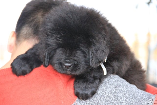 Фото: ньюфаундленд Ih Visochestvo Gloria Airis (Их Высочество Глория Айрис)