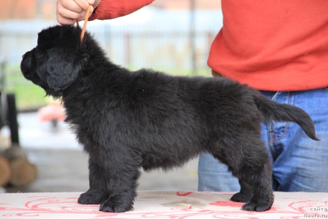 Фото: ньюфаундленд Ih Visochestvo Gloria Airis (Их Высочество Глория Айрис)