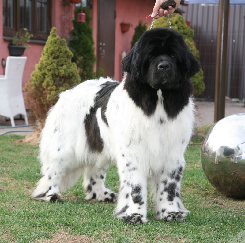 Фото: ньюфаундленд Akvian Song Zero Graviti (Аквиан Сонг Зеро Гравити)