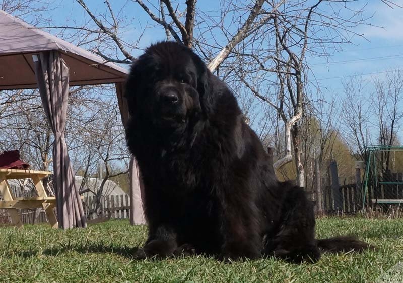 Фото: ньюфаундленд Potap SHelta (Потап Шелта)