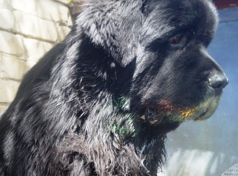 Фото: ньюфаундленд Charuyuschiy Chezario (Чарующий Чезарио)