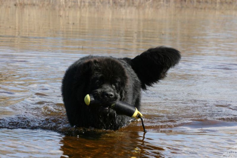 Фото: ньюфаундленд Fluffy Avalanch Excellent Choice (Флюфи Аваланч Экселлент Чоисе)