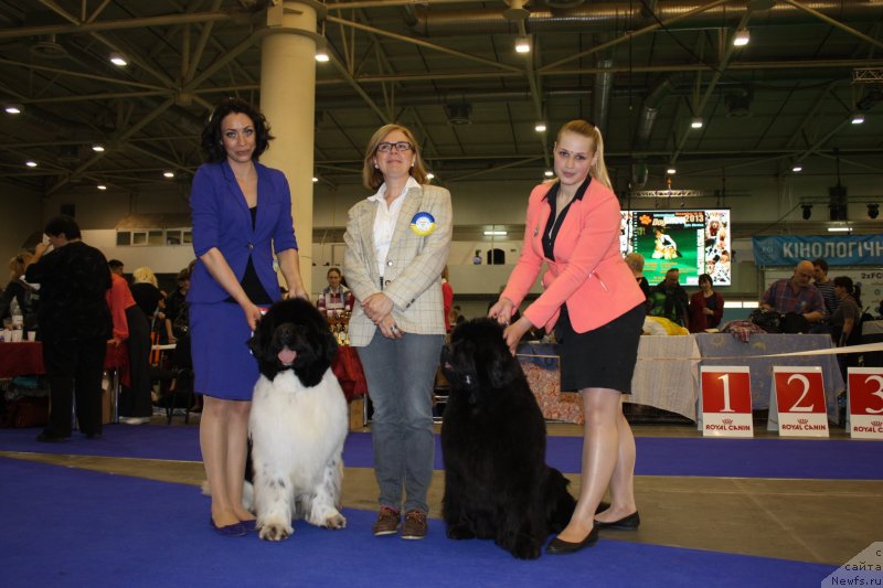 Фото: ньюфаундленд The Waves Sons Excellent Friends, ньюфаундленд Ursinus Velutus Mission Impossible