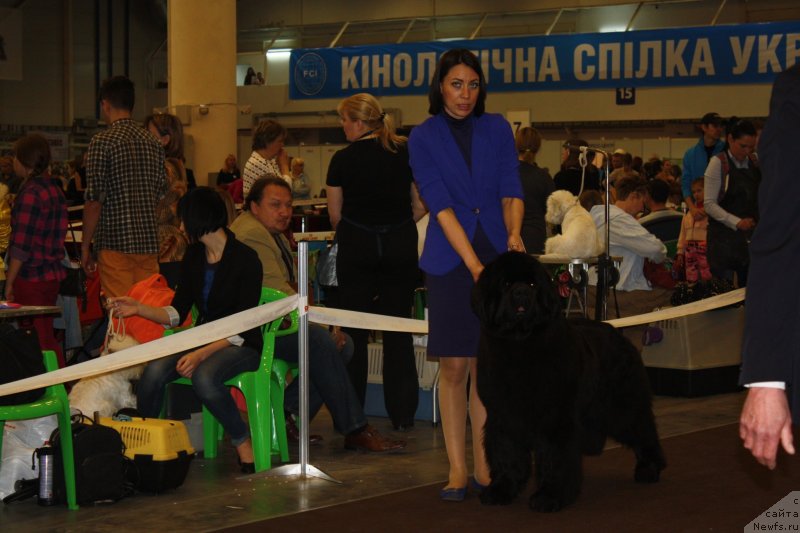 Фото: ньюфаундленд Steven Without Flattery Devoted