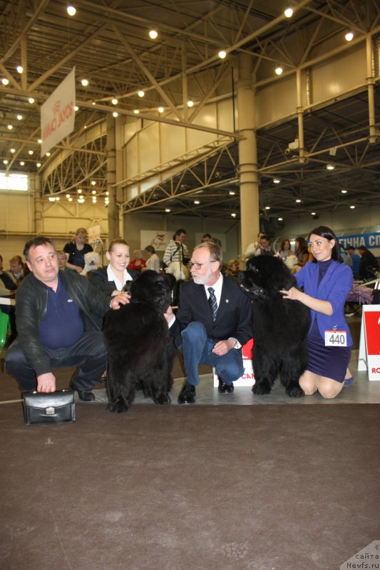 Фото: ньюфаундленд Ursinus Velutus Mission Impossible, ньюфаундленд Steven Without Flattery Devoted