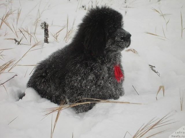 Фото: ньюфаундленд King of Helluland Dizzy Beauty