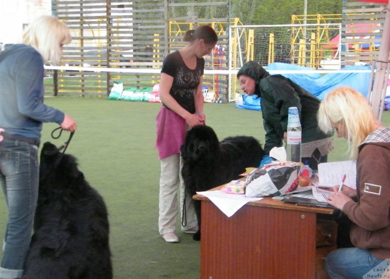 Фото: ньюфаундленд Аlpha Tauri Dinastiya Soverchenstva (Альфа Таури Династия Совершенства), Anna Pronskaya (Анна Пронская)