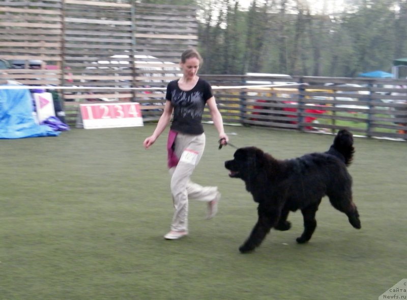 Фото: ньюфаундленд Аlpha Tauri Dinastiya Soverchenstva (Альфа Таури Династия Совершенства), Anna Pronskaya (Анна Пронская)