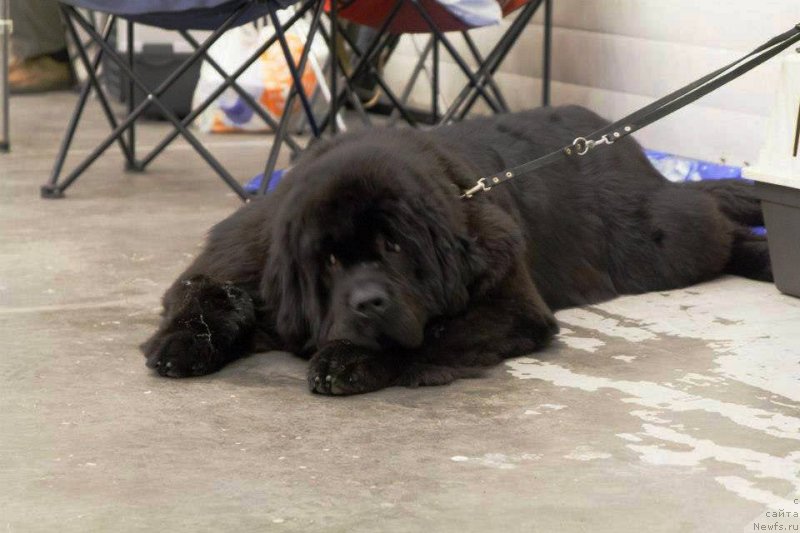 Фото: ньюфаундленд Аlpha Tauri Dinastiya Soverchenstva (Альфа Таури Династия Совершенства)