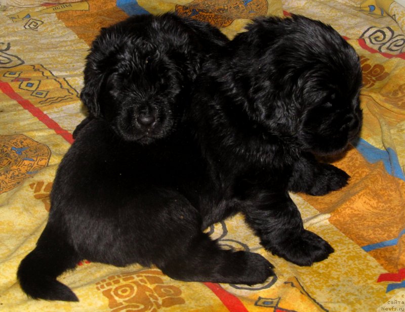 Фото: Дочи, ньюфаундленд Viola Kosta Lamponi (Виола Коста Лампони), ньюфаундленд Val'kiriya Sigryun (Валькирия Сигрюн), ньюфаундленд Ih Vyisochestvo Vladlena Madjiks (Их Высочество Владлена Маджикс), ньюфаундленд S'Nezhnaya Vjuga Armando Parusso (С'Нежная Вьюга Армандо Паруссо)