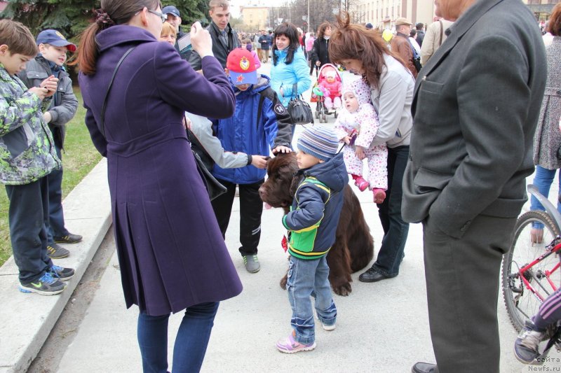 Фото: ньюфаундленд Obush SHed YAntarnyiy Poceluy (Обуш Шед Янтарный Поцелуй)