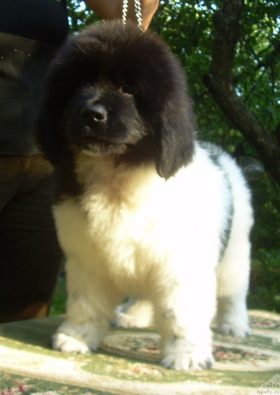 Фото: ньюфаундленд Velyke Malyatko Bard Udachi (Velyke Malyatko Bard Udachi)