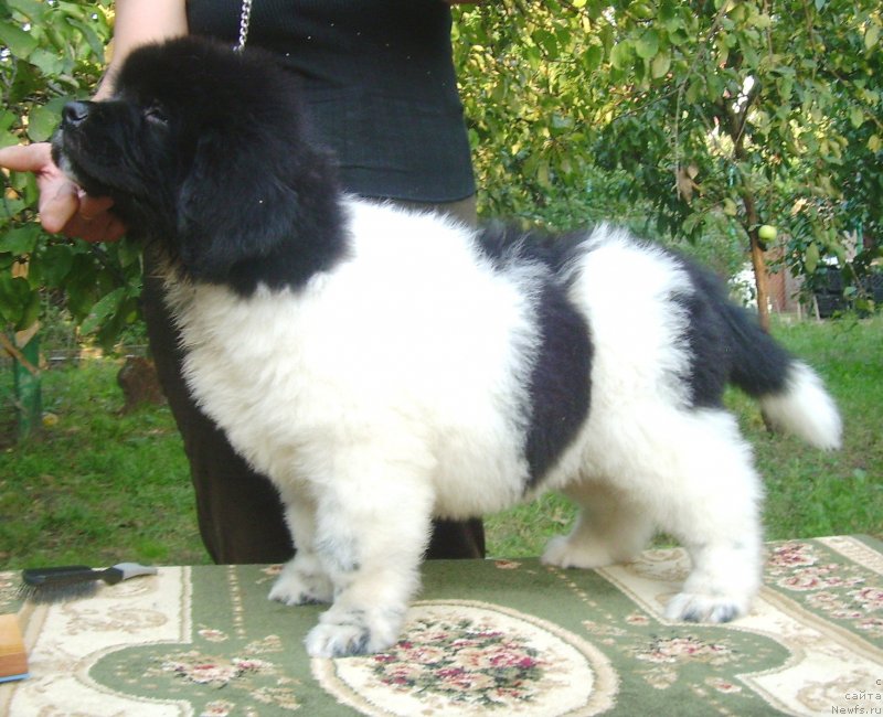 Фото: ньюфаундленд Velyke Malyatko Bard Udachi (Velyke Malyatko Bard Udachi)