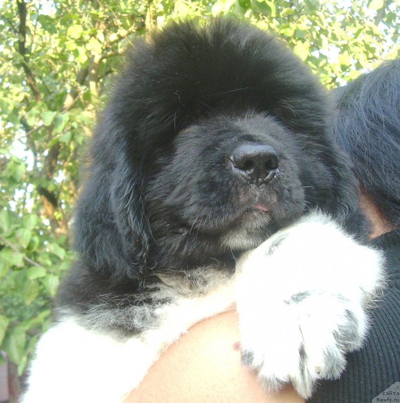 Фото: ньюфаундленд Velyke Malyatko Bard Udachi (Velyke Malyatko Bard Udachi)