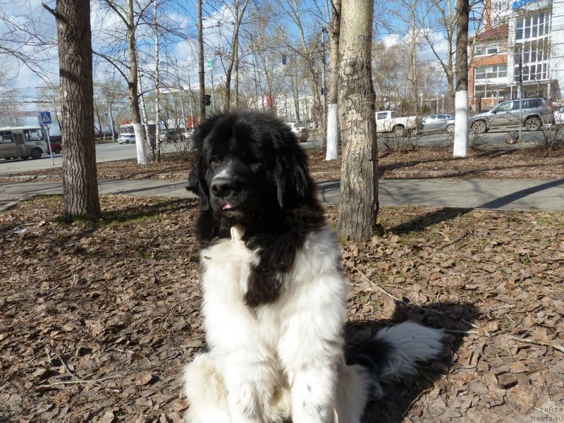 Фото: ньюфаундленд Fiamettahauz Primo Orso Neo (Фиаметтахауз Примо Орсо Нео)