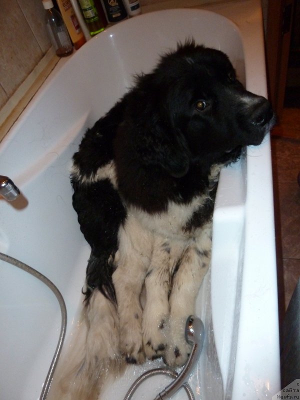 Фото: ньюфаундленд Fiamettahauz Primo Orso Neo (Фиаметтахауз Примо Орсо Нео)