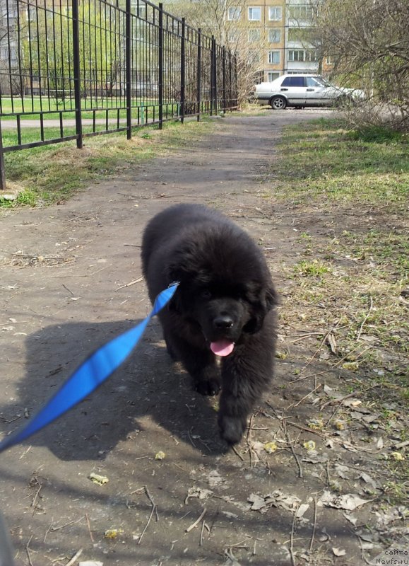 Фото: ньюфаундленд Beguschaya po Volnam Esperanto Etulo CHui (Бегущая по Волнам Есперанто Етуло Чуи)