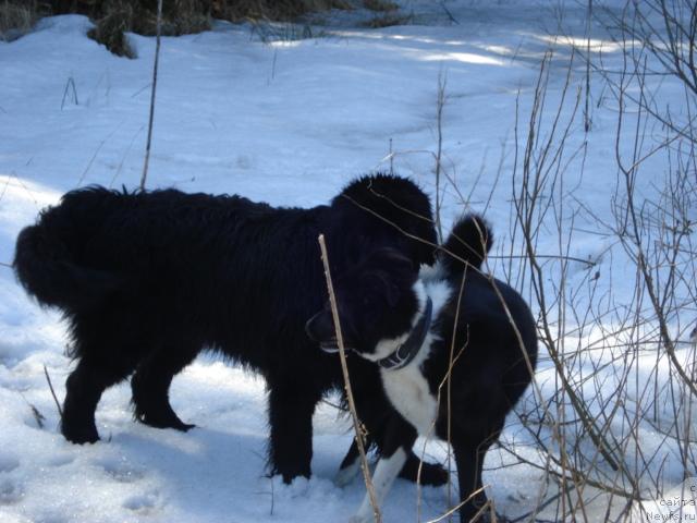 Фотография № 12461