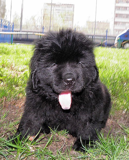 Фото: ньюфаундленд Inayter De Dyuk (Инайтер Де Дюк)