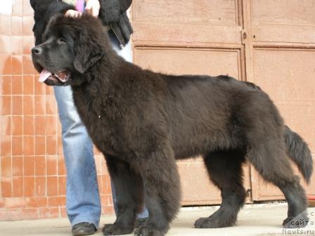 Фотография № 12462