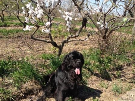 Фото: ньюфаундленд Restayling From SHipmyen (Рестайлинг Фром Шипмэн)