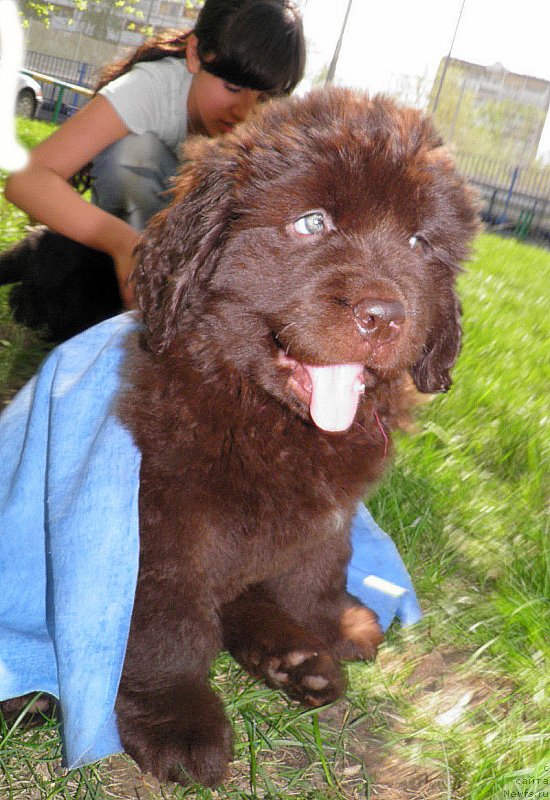 Фото: ньюфаундленд Ingerda Velikolepnaya (Ингерда Великолепная)