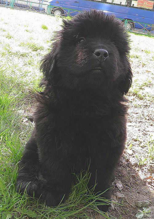 Фото: ньюфаундленд Inayter De Dyuk (Инайтер Де Дюк)