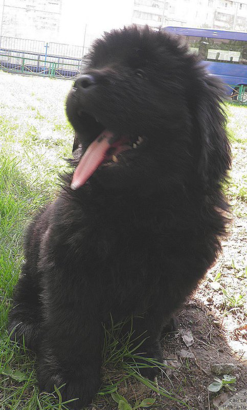 Фото: ньюфаундленд Inayter De Dyuk (Инайтер Де Дюк)