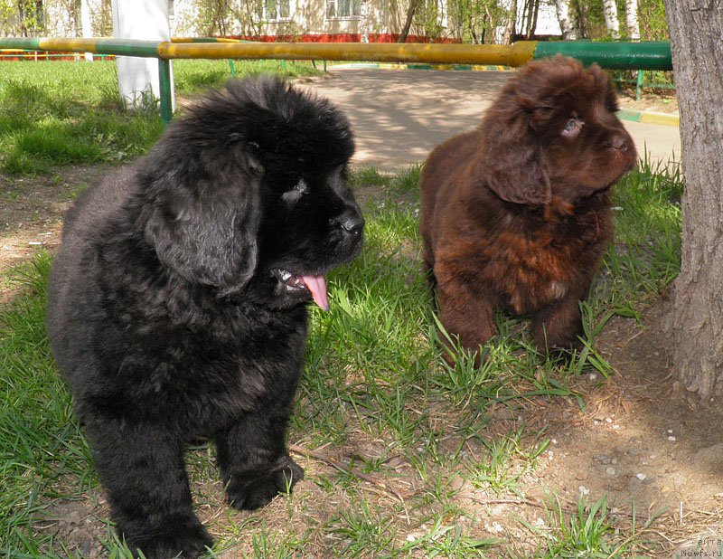 Фото: Дети, ньюфаундленд Zhdanny Syn Vialiki Miadzvedz, ньюфаундленд Djakonda (Джаконда)