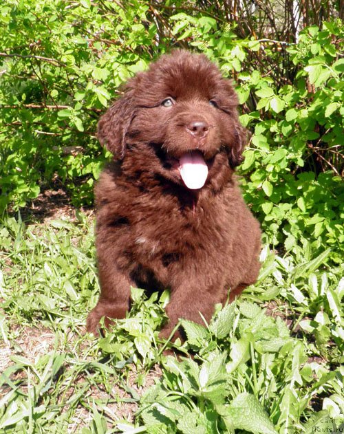 Фото: ньюфаундленд Ingerda Velikolepnaya (Ингерда Великолепная)