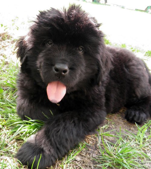 Фото: ньюфаундленд Inayter De Dyuk (Инайтер Де Дюк)