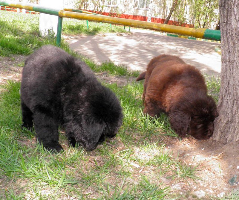 Фото: Дети, ньюфаундленд Zhdanny Syn Vialiki Miadzvedz, ньюфаундленд Djakonda (Джаконда)