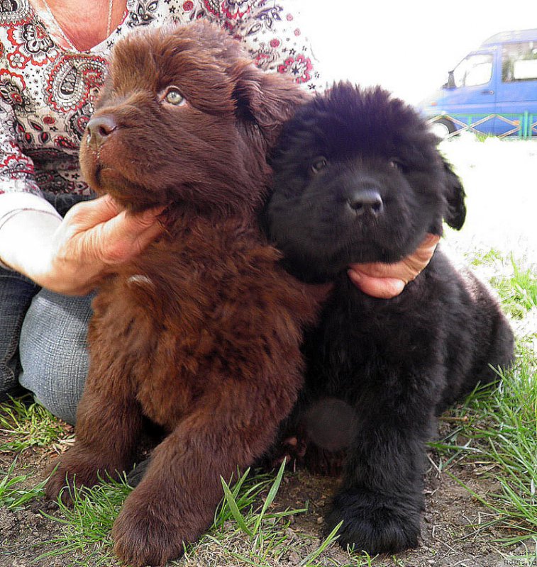 Фото: Дети, ньюфаундленд Zhdanny Syn Vialiki Miadzvedz, ньюфаундленд Djakonda (Джаконда)
