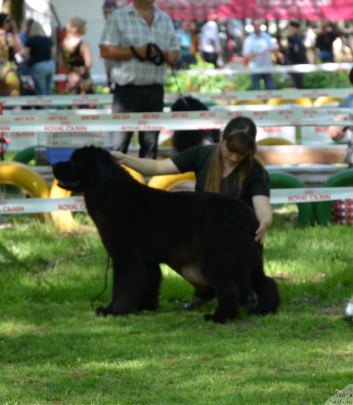Фото: ньюфаундленд Beguschaya po Volnam Fleur Dorange (Бегущая по Волнам Флеур Доранге)