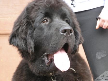 Фотография № 12463