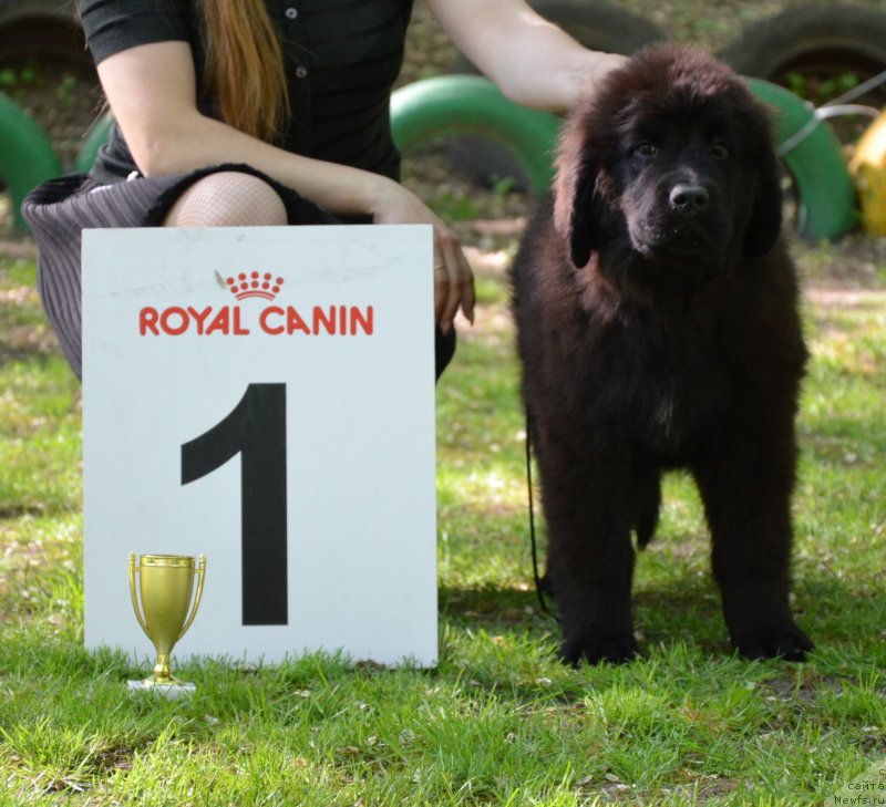 Фото: ньюфаундленд Amber CHarm Impression (Амбер Чарм Импрессион)