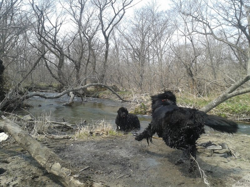 Фото: ньюфаундленд Nessi Blyek s  Lesnoy Zaimki (Несси Блэк с  Лесной Заимки), ньюфаундленд Super Premium Merlin Monro (Супер Премиум Мерлин Монро)