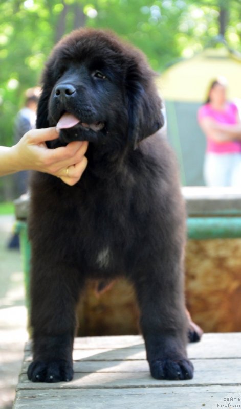 Фото: ньюфаундленд Amber CHarm Impression (Амбер Чарм Импрессион)