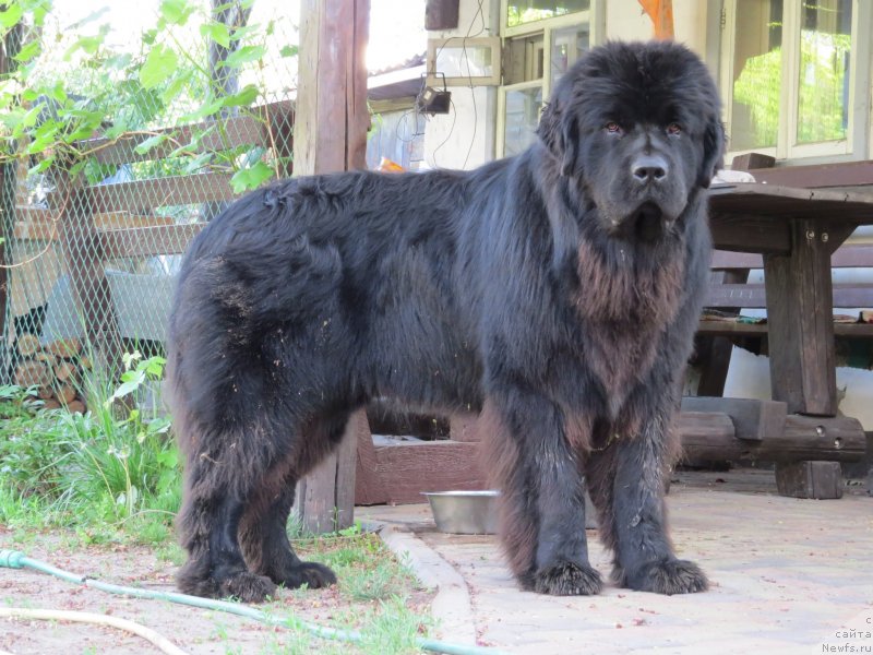 Фото: ньюфаундленд Schastlivyj Sluchay Kara Deniz (Счастливый Случай Кара Дениз)