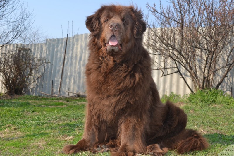 Фото: ньюфаундленд Arkadiya Vivat Arbona (Аркадия Виват Арбона)