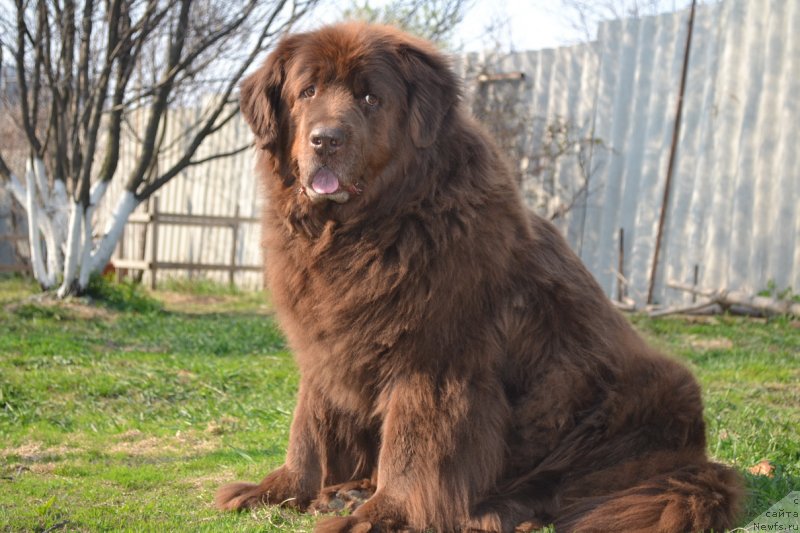 Фото: ньюфаундленд Arkadiya Vivat Arbona (Аркадия Виват Арбона)