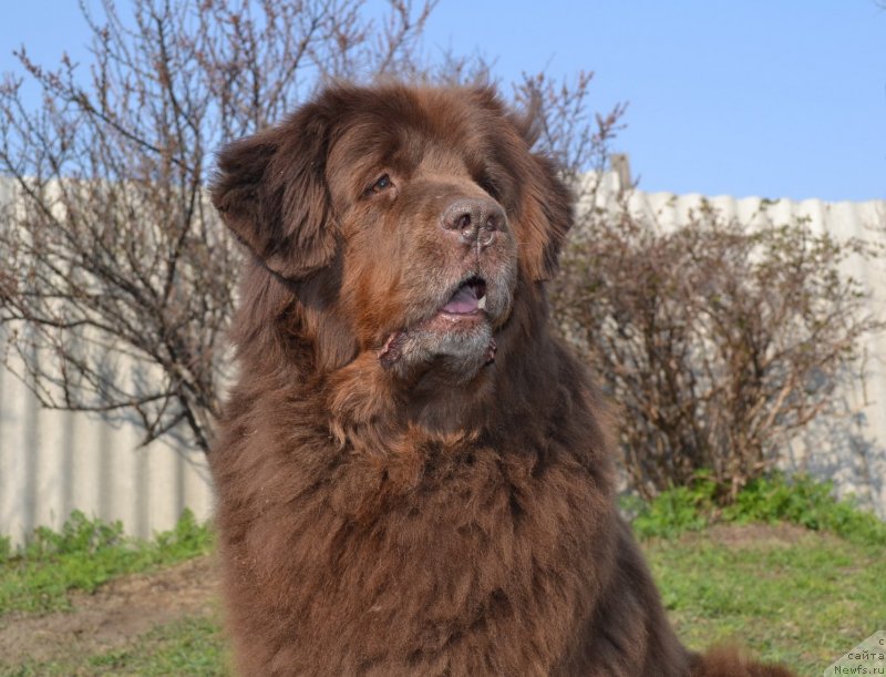 Фото: ньюфаундленд Arkadiya Vivat Arbona (Аркадия Виват Арбона)