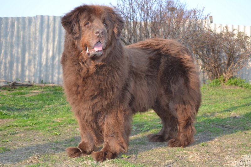 Фото: ньюфаундленд Arkadiya Vivat Arbona (Аркадия Виват Арбона)