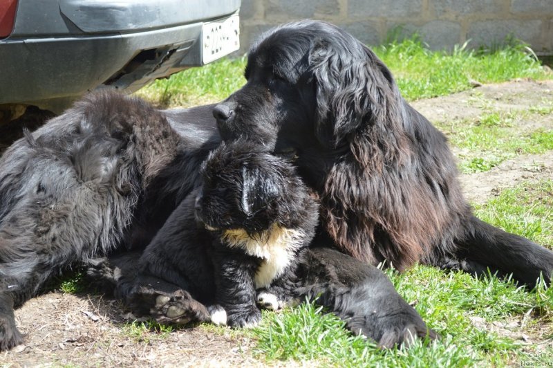 Фото: ньюфаундленд Allegro Assai Luna (Аллегро Ассаи Луна)